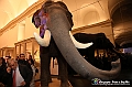 VBS_1272 - Riapre il Museo di Scienze Naturali dopo dieci anni di chiusura